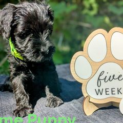 Lime Boy - Black male Standard Schnauzer puppy in Bowie, Maryland from Songbird Standard Schnauzers