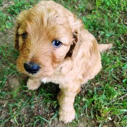 Goldendoodle Puppies from South Paw Doodles
