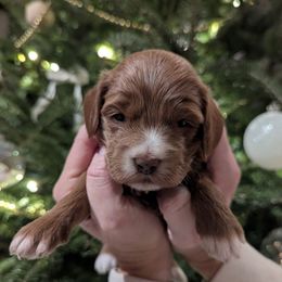 Daisy - Red and white female Cockapoo puppy in Strasburg, Pennsylvania from Dana's Domain Cockapoos