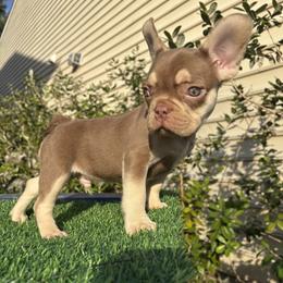 French Bulldog Puppies from Melvin Hodges