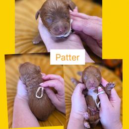 Patter - Red  male Goldendoodle puppy in Decatur, Tennessee from Diamond's Doodles