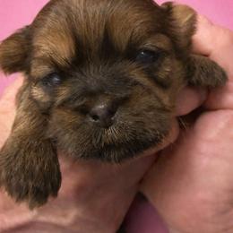 Treasure - Red female Shih Tzu puppy in Tallahassee, Florida from Bows and Bow Ties