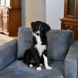 Lily - Black and white female Aussiedoodle puppy in Peyton, Colorado from Colorful Colorado Aussiedoodles