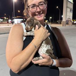CKC Piper - Piebald female Dachshund puppy in Joshua Tree, California from Desert Dreams Ranch