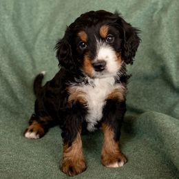 Ruby - Tri-color Bernedoodle puppy in New River, Arizona from Sonoran Standard Doodles