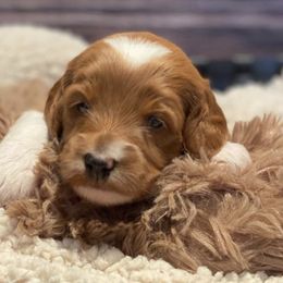 Goldendoodles from Maysdoodles