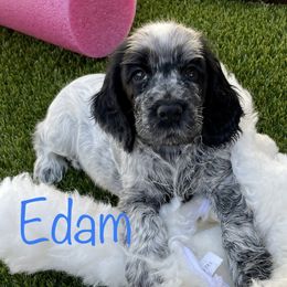 Cocker Spaniel and English Cocker Spaniel Puppies from Jesselle Cocker Spaniels