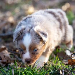 Miniature American Shepherd, Miniature Australian Shepherd, and Toy Australian Shepherd Puppies from Best Little Aussies