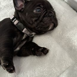 French Bulldog Puppies from Puget Sound Frenchies