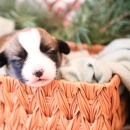Blaze - Sable male Pembroke Welsh Corgi puppy in Plains, Montana from Diamond Corgis