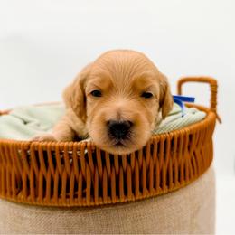 Cider - Apricot male Goldendoodle puppy in North Carolina from Tuxedo Mountain Doodles