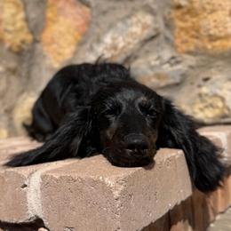 Black And Tan Brindle Point Longhair Female - Brindle female Dachshund puppy in Horizon City, Texas from Willipaws