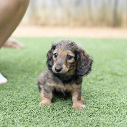 Dachshund Puppies from Rising Dawn Dachshunds