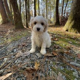 Leaf - Blenheim male Cavapoo puppy in Oak Island, North Carolina from Double Doodle Cavapoos