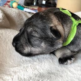 "snooze time" Miniature Schnauzer Puppies from MoonShadow Miniature Schnauzers