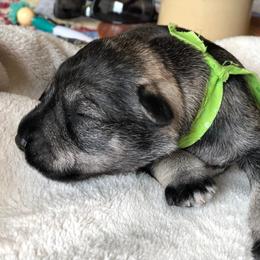 "snooze time" Miniature Schnauzer Puppies from MoonShadow Miniature Schnauzers