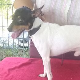 Johnny - Toy Fox Terrier