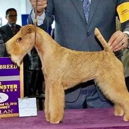 Callie - Lakeland Terrier