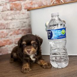 Feta - Red tri-color male Aussiedoodle puppy in Sweetwater, Florida from Sandy Snout Doodles