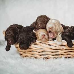 Australian Labradoodle, Double Doodle, Goldendoodle, and Labradoodle Puppies from Lake Mountain Doodle