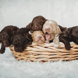 Australian Labradoodle, Double Doodle, Goldendoodle, and Labradoodle Puppies from Lake Mountain Doodle