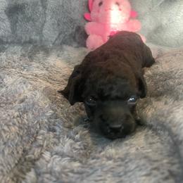 BFP - Black female Poodle puppy in Bee Branch, Arkansas from Scroggins Creek Doodles
