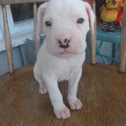 Boxer Puppies from Appelachia Boxers