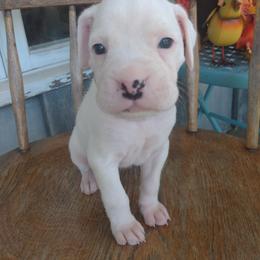 Boxer Puppies from Appelachia Boxers