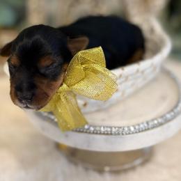 Snuggly - Blue and gold male Yorkshire Terrier puppy in Atlanta, Georgia from Yuppie Yorkies