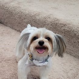 Yorkshire Terriers from Cleo's Yorkshire Terriers