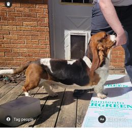 Pally - Basset Hound