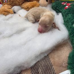 Girl A price 3500 - Cream female Dachshund puppy in Bristol, Tennessee from It's Mini Wieners Baby