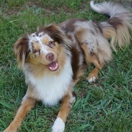 Mocha - Toy Australian Shepherd