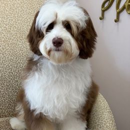 Malibu - Australian Labradoodle