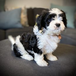 Cavachon, Cavalier King Charles Spaniel, and Cavapoo Puppies from Cavachon Love