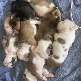 Bulldog Puppies from Wet dog ranch