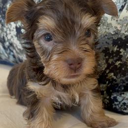 CKC Amor - Chocolate and tan male Yorkshire Terrier puppy in Calhoun, Georgia from Peach State Yorkies
