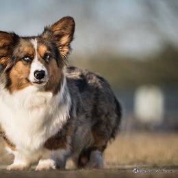 Indy - Cardigan Welsh Corgi