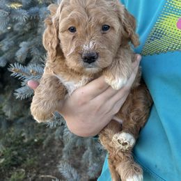 Rose - Yellow and white female Bernedoodle puppy in Caldwell, Idaho from Treasure Valley Poodles