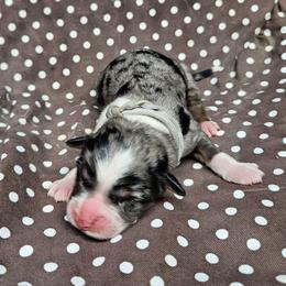 Neytiri - Blue merle female Miniature Australian Shepherd puppy in Orrtanna, Pennsylvania from Mountain Top Shepherd's
