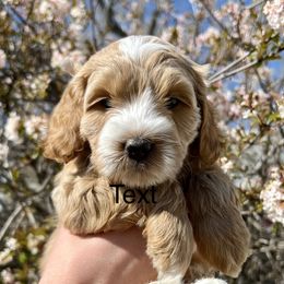Girl 3 - Cream Goldendoodle puppy in Draper, Utah from CNC's Darling Doodles