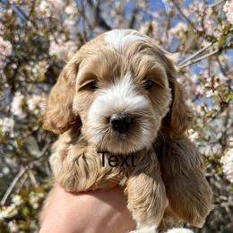 Girl 3 - Cream Goldendoodle puppy in Draper, Utah from CNC's Darling Doodles