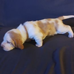 Brown boy - Lemon and white male Basset Hound puppy in Santa Rosa, California from Redwood Coast bassetts