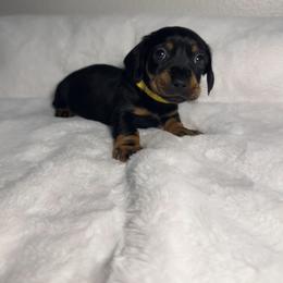 Yellow - Black and tan male Dachshund puppy in Odessa, Texas from K9 Royal Club