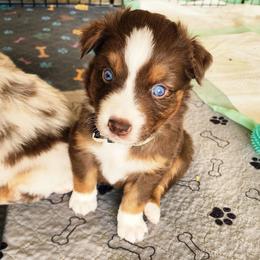 Grey - Red tri-color male Australian Shepherd puppy in Camp Verde, Arizona from Diamond Pines Farm