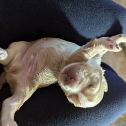 Working homes only. These are NOT suitable for pets or as companions - Golden male English Cocker Spaniel puppy in Phillips, Nebraska from Fenloch Gundogs