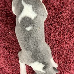 Kelsey - White and blue female Whippet puppy in West Plains, Missouri from Sycamore Ridge Puppies