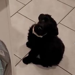 Black Russian Terriers and Cane Corso from Dem Stevens Egyptian Kennel