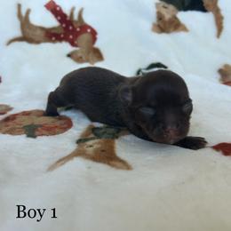 Coco - Chocolate male Chihuahua puppy in Beckemeyer, Illinois from Guardian’s of the Chihuahuas