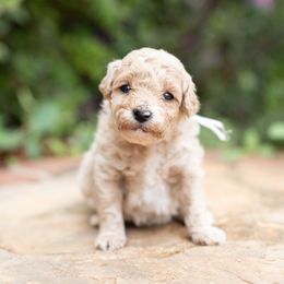 Mr White Seafoam - Goldendoodle puppy in Statesville, North Carolina from Parfait Mischen Goldendoodles